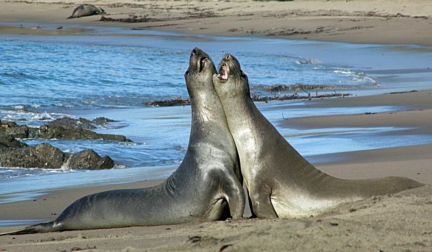 juvenile elephant seals
