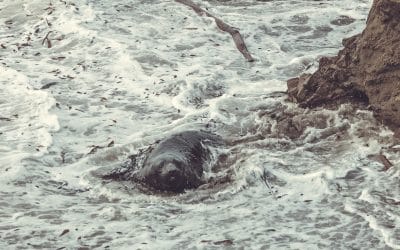 Lifespan of an Elephant Seal