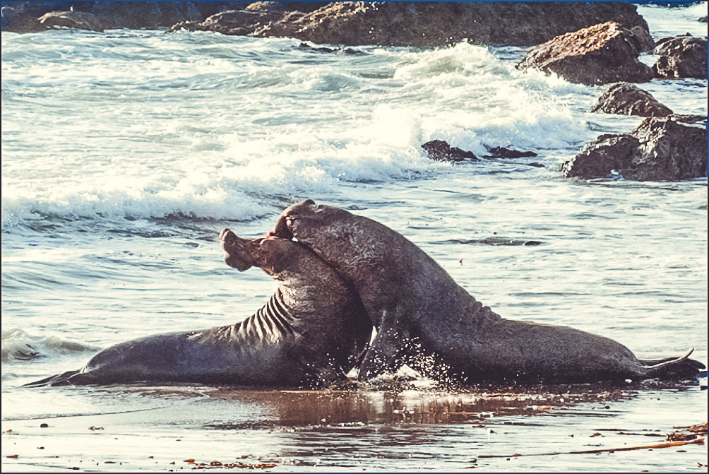 About The Seals | Friends of the Elephant Seal