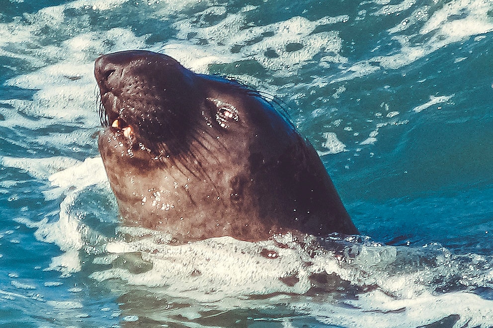 An Elephant Seal’s Deep Dive