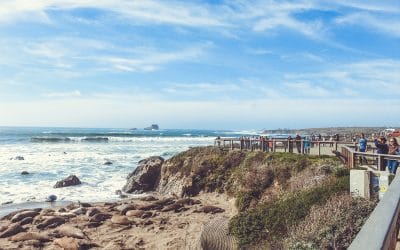 History of the Piedras Blancas Elephant Seal Colony