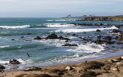 Where Can Elephant Seals Be Found?