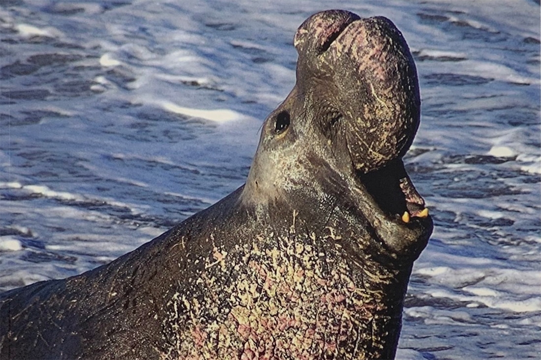 Where to see elephant seals in Northern California