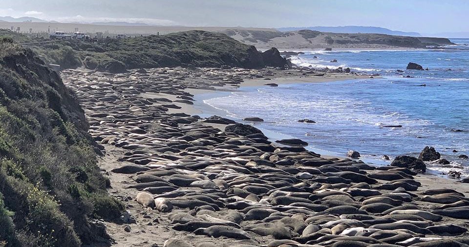 california elephant seals