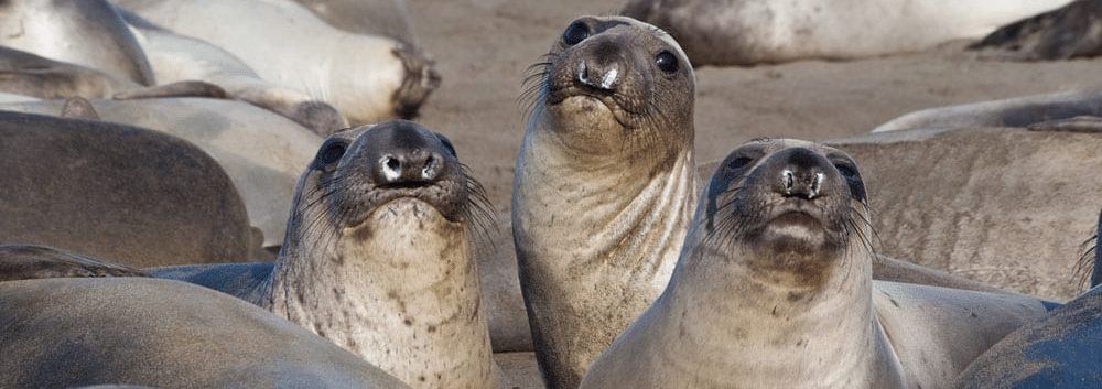 Friends of the Elephant Seal Docents