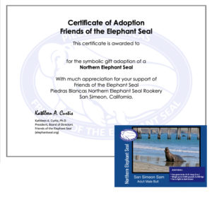 Adopt-A-Northern Elephant Seal