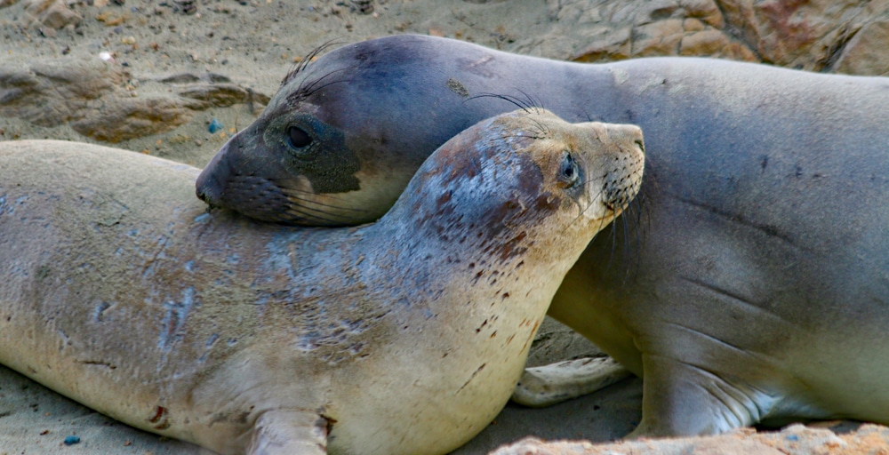 Take a Virtual Field Trip to visit the Juvenile Seals at the Fall Haul-out (Piedras Blancas Northern Elephant Seal Rookery)