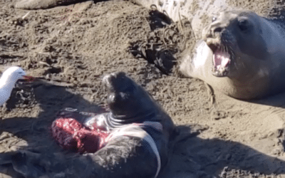 New Year’s Eve Birth at Piedras Blancas Elephant Seal Rookery