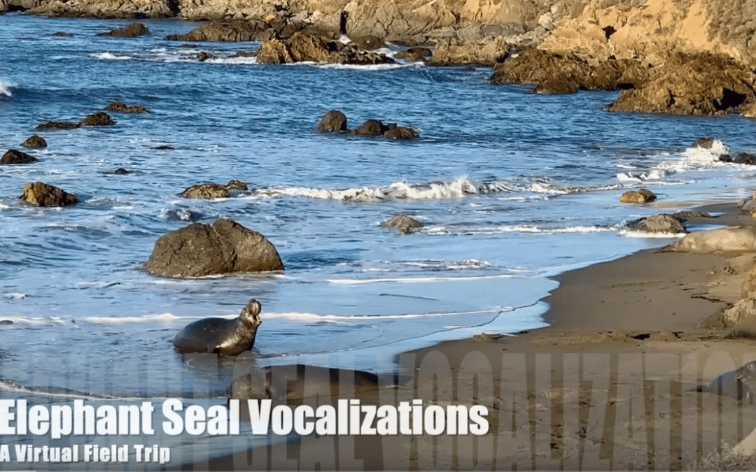 Elephant Seal Vocalizations- A Virtual Field Trip
