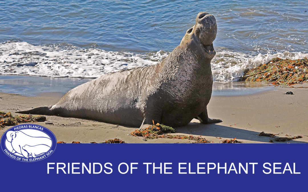 Now Recruiting -Director of Operations -Friends of the Elephant Seal