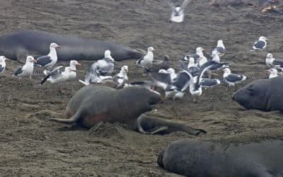 Meet Jesse- first pup birth this season at Elephant Seal Viewing Area
