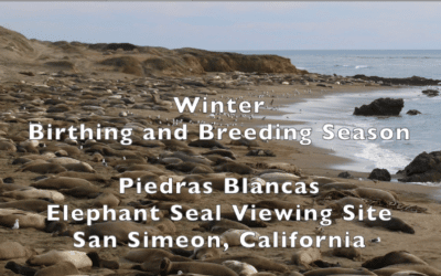 New Video Added to Multilingual Elephant Seal Resources
