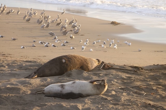 Northern elephant seal bull, female and pup, resting on beach