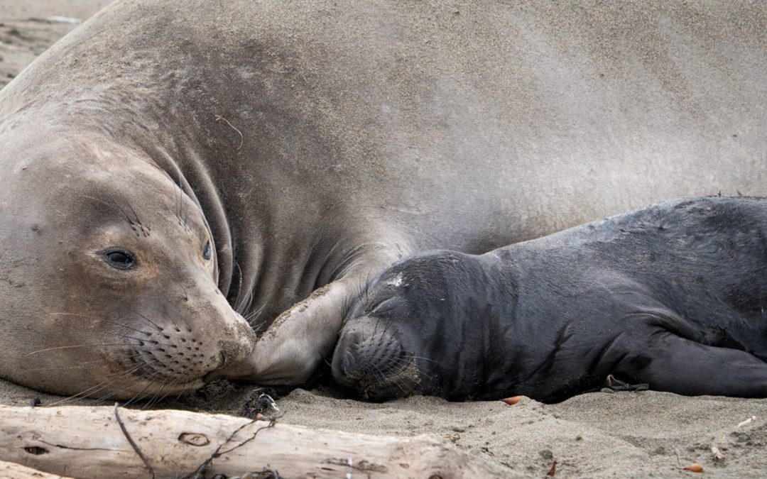 Newborn northern elephant seal pup and mother