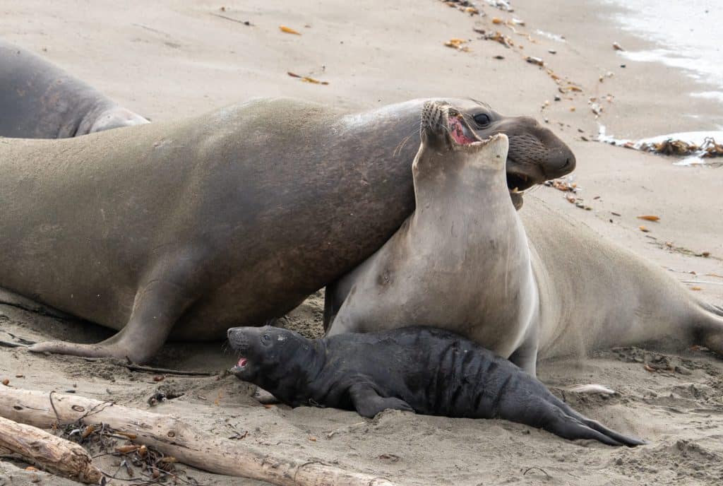 Northern elephant seal sub-adult male seal harassing female seal and newborn pup