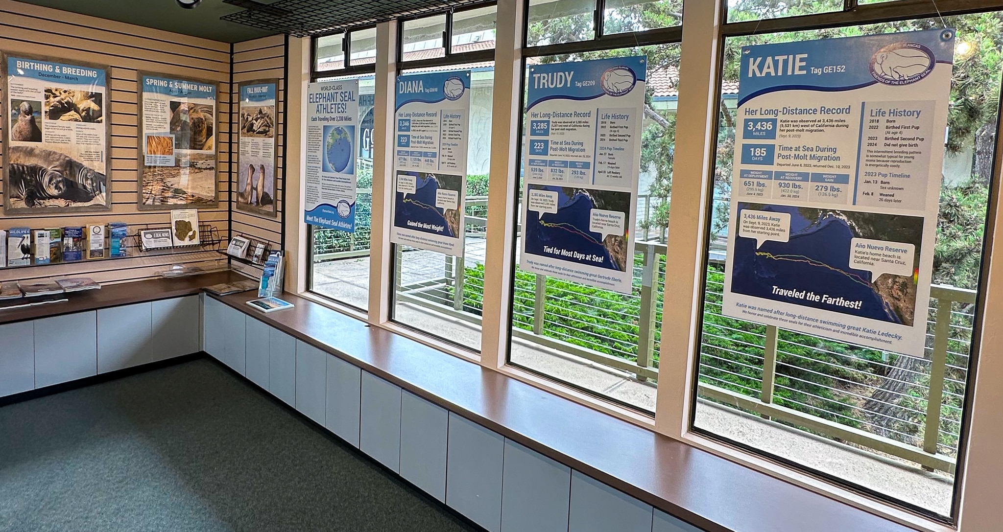 Exhibit in the Elephant Seal Visitor Center