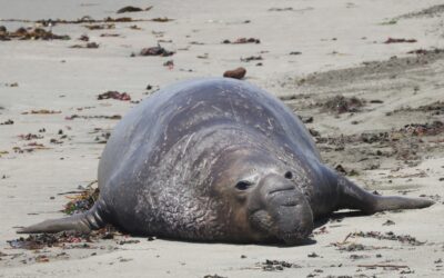 Get Your Copy of the July Elephant Seal Express!